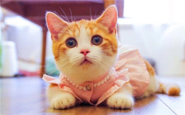 打猫教育,怎么打猫能让猫咪不能伤到你