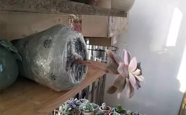 没躲过夏季多肉陡长,学习大神这样做,养成绝美老桩