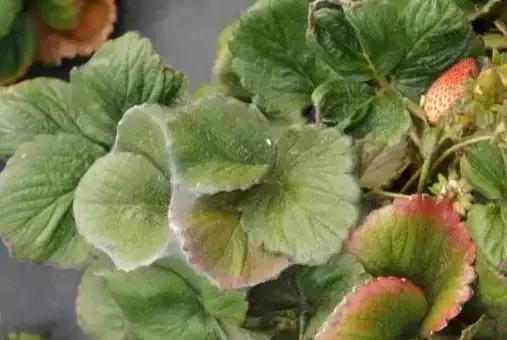 草莓叶片边缘发黑是怎么回事,草莓叶片发红发黄怎么回事
