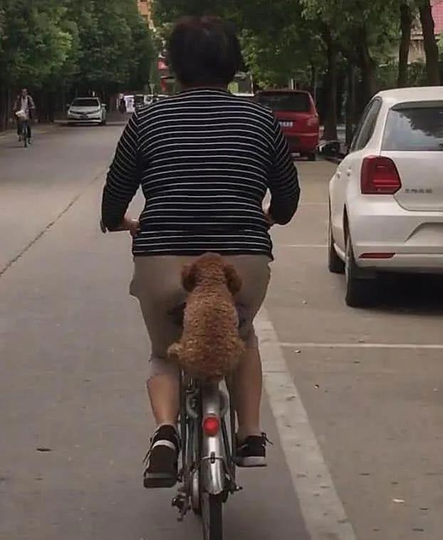 狗狗晕车吐了两次没精神,狗狗晕车吐了主人也吐了