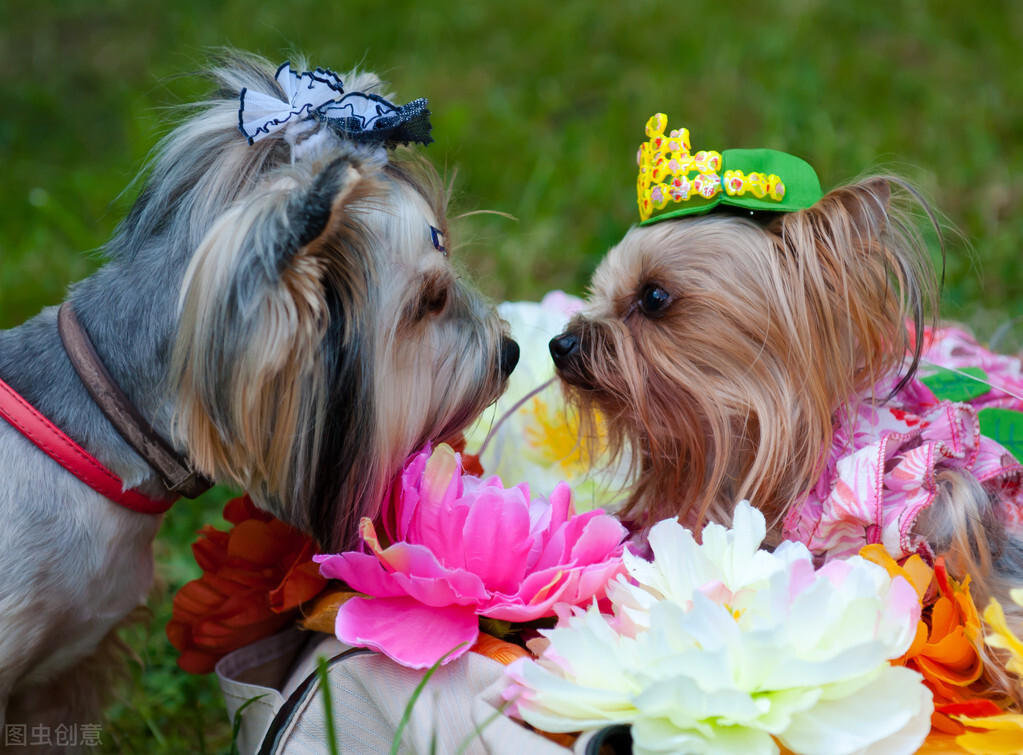 狗狗忠诚度排行榜数一数二的犬种,对主人绝对忠诚的十大狗狗排名