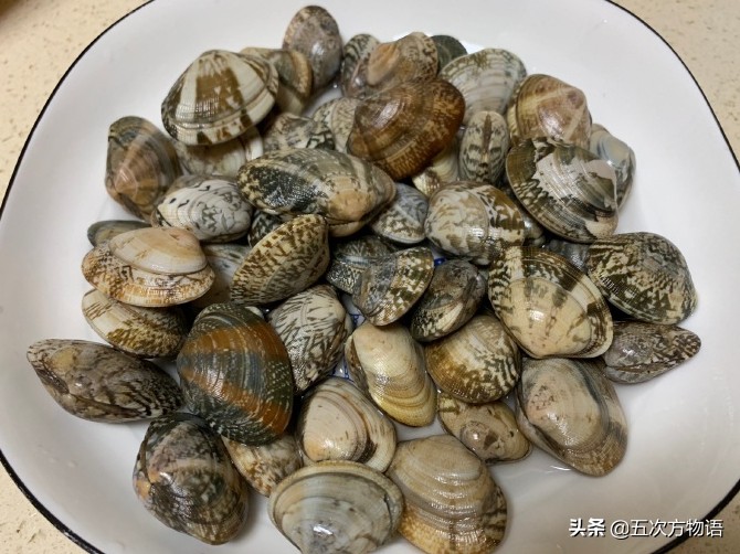 中国蛤蜊在日本,正宗的海南蛤蜊