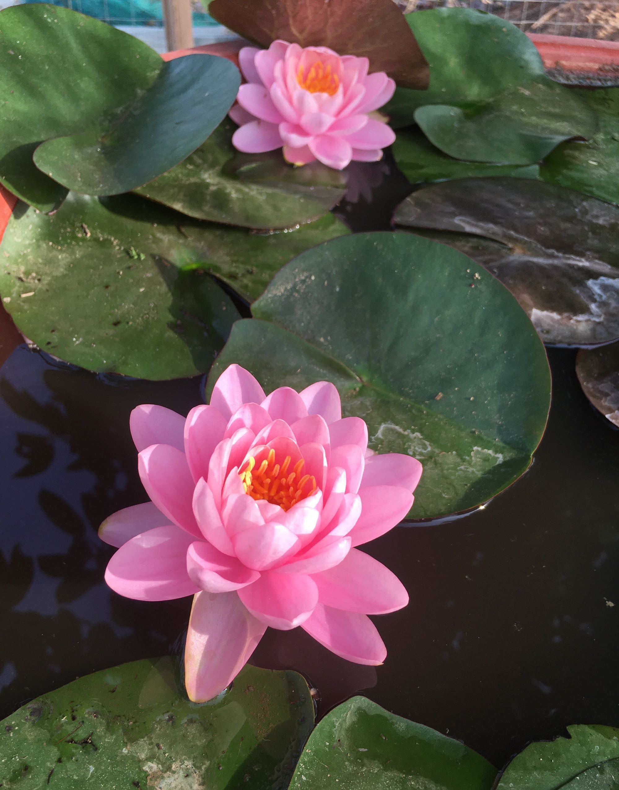 好养勤花的睡莲品种有哪些,睡莲花朵品种推荐