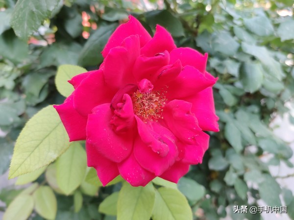 一加7测评游戏,一加7优点和缺点