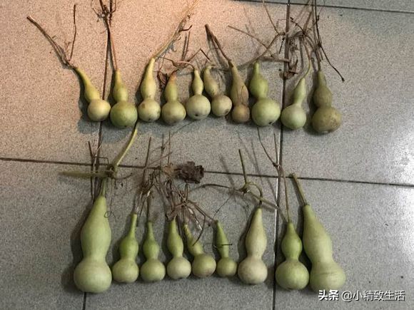 阳台种小葫芦温度高阳光强,盆里种葫芦的正确方法