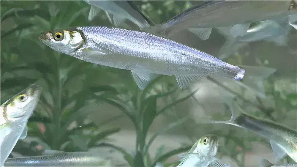 中国最好吃的4大淡水鱼,中国特别好吃的10种淡水鱼