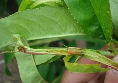 桃子内有虫子怎么防治,桃子内部生虫是何原因