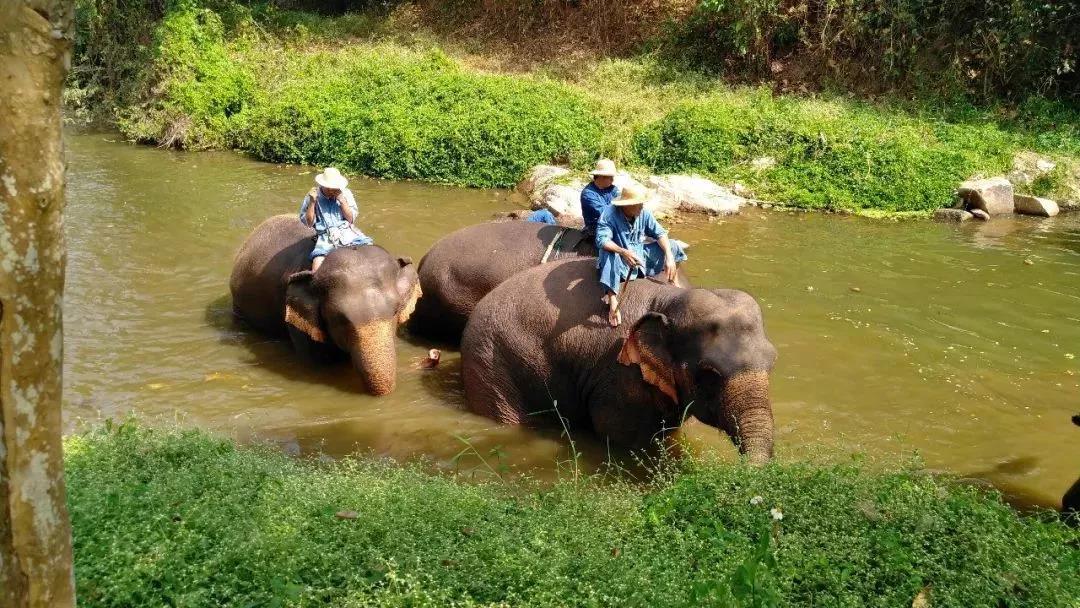 泰国实在“泰”好吃了，连百万粉丝的旅行大咖都频频去打卡