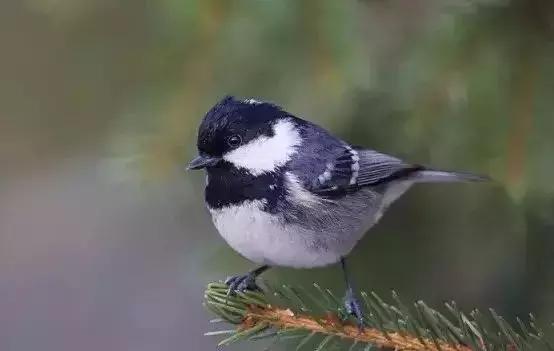 玩贝爷有什么技巧,玩贝爷有什么技巧和方法