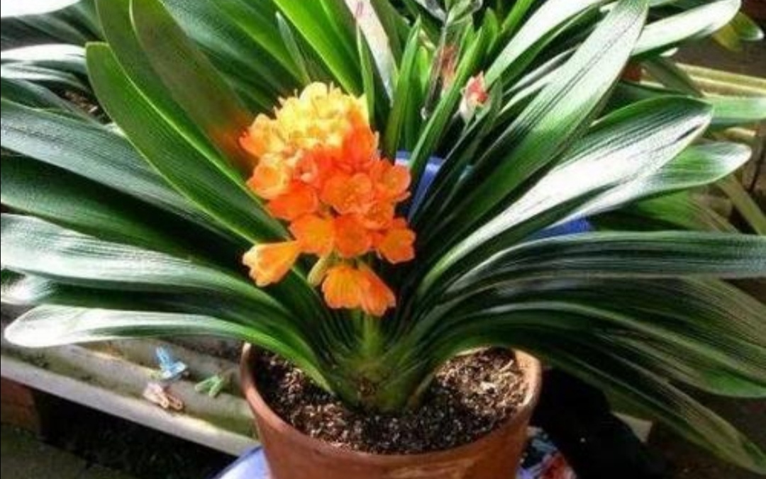 刚开花的君子兰怎么使花箭长高,养君子兰不花怎么回事