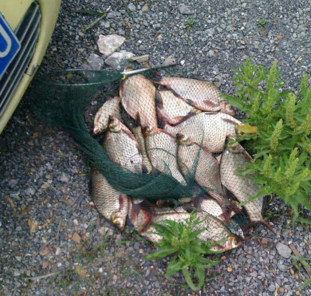 如何钓武昌鱼用什么饵料,钓武昌鱼什么时间最好