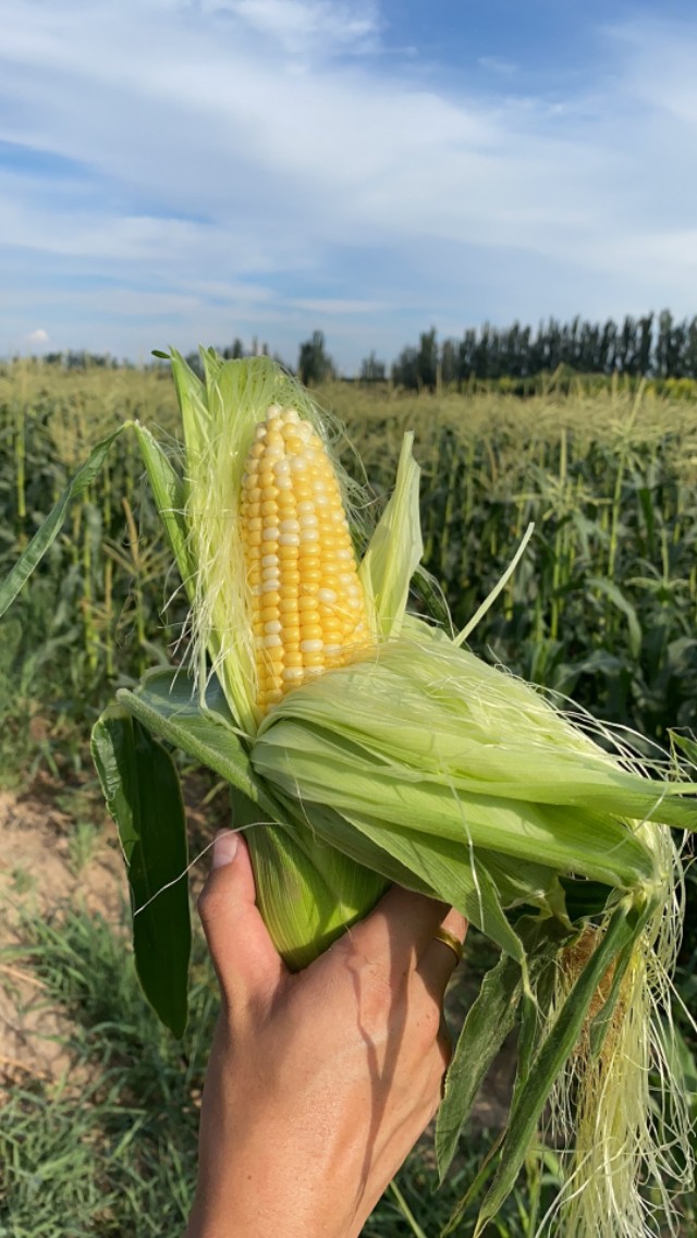 水果玉米是非转基因食品吗,糯玉米和甜玉米是转基因的吗