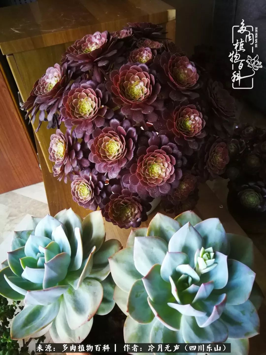 时光见证多肉故事,关于多肉的故事