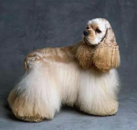 45种狗狗很难得一见你认识几种,45种最难得一见的狗