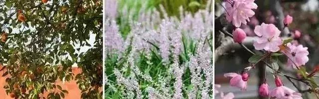 庭院景观设计最佳布局,庭院花园景观风水设计