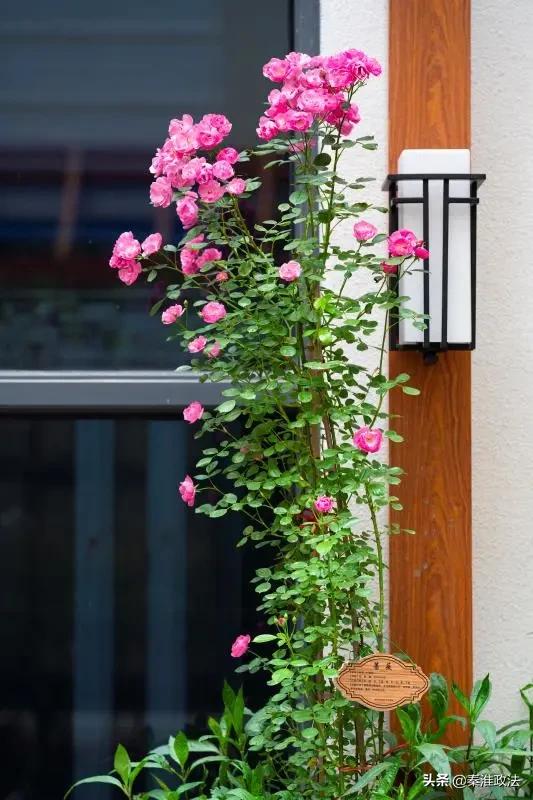 “转角遇见·百草园”为秦淮中医院输入创新发展正能量