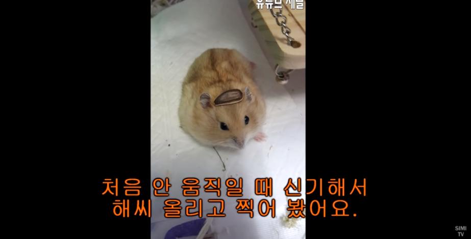 身价300万的仓鼠外网走红！住3层电梯豪宅，丰富娱乐，人不如鼠啊