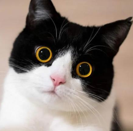 什么样的猫咪好养不容易养,养得好的猫咪几大特征是什么