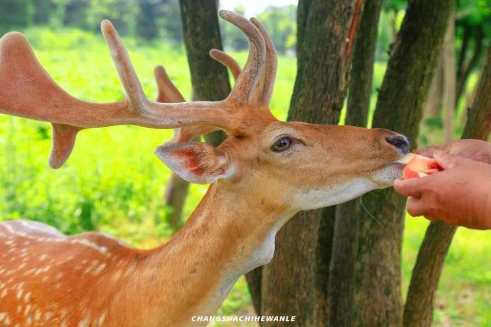 洋沙湖5.1一日游攻略,洋沙湖游玩攻略一天