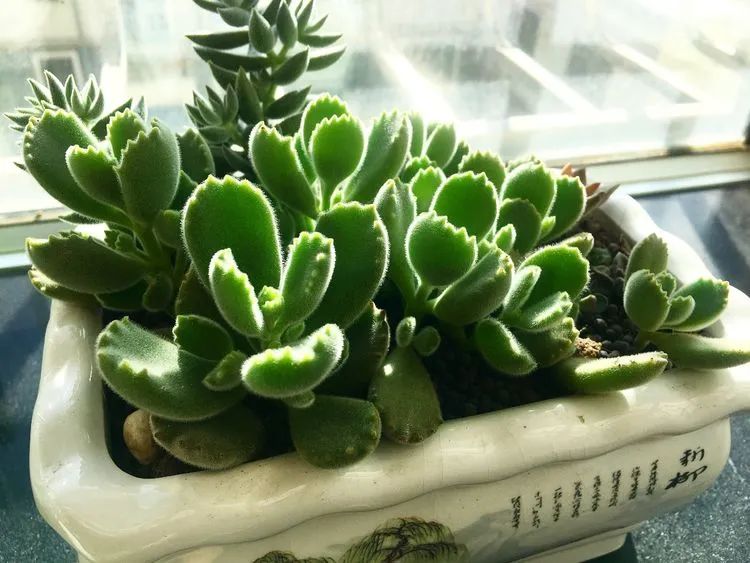 2021牛转乾坤砥砺前行,2021年牛转乾坤时来运转