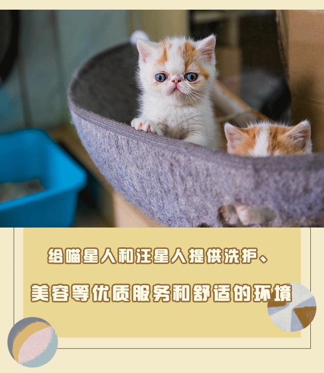 吹爆汕头这家「宠物精灵聚集地」美容、洗剪吹、零食,一应俱全…