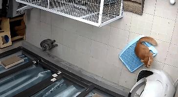 自动猫砂盆把猫卡死,自动猫砂盆把猫夹死了