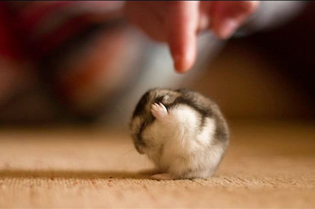 仓鼠粘到粘鼠板了怎么办,仓鼠被粘鼠板黏住了怎么去胶