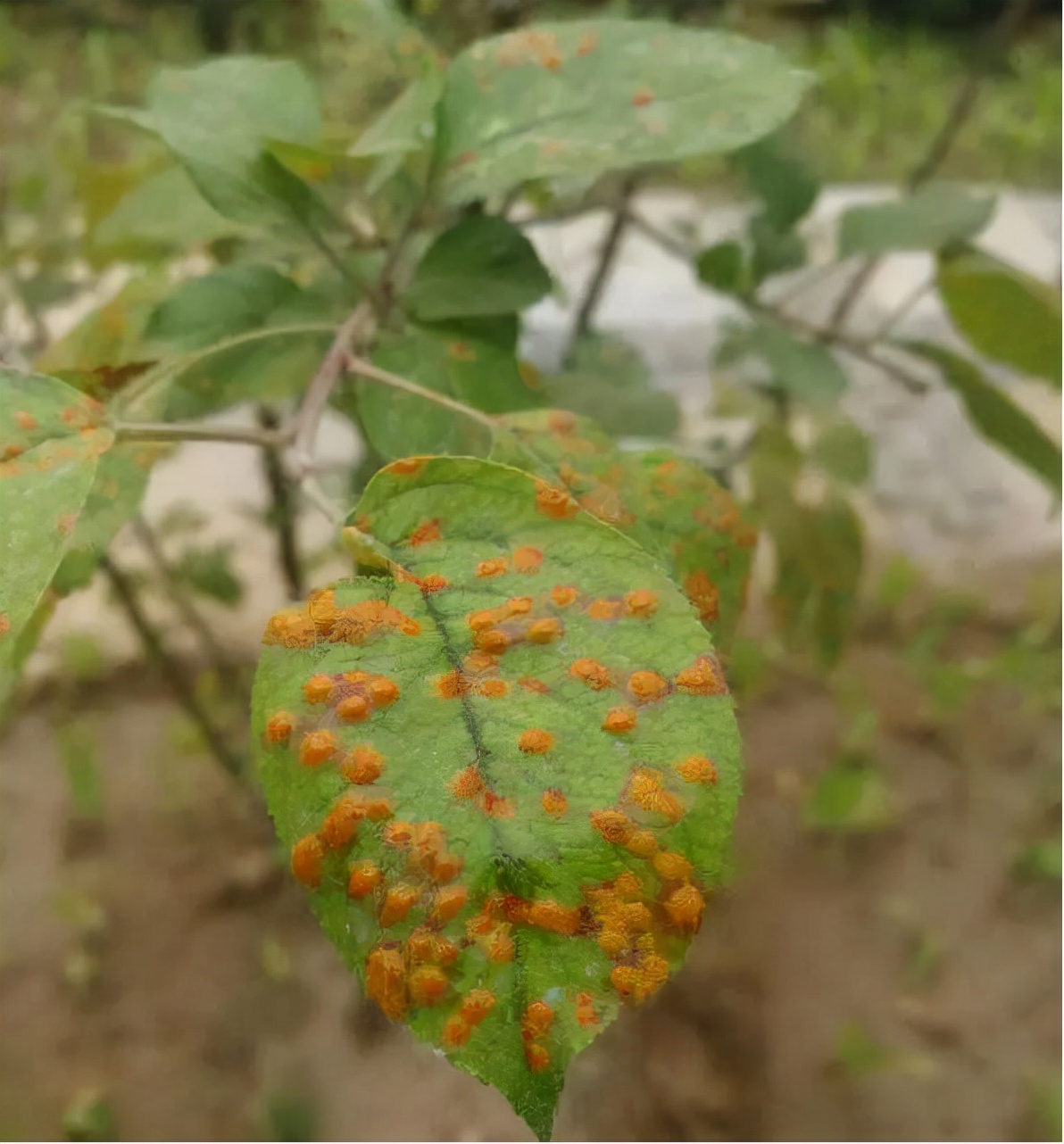 羊胡子锈病,叶片上有锈病怎么治