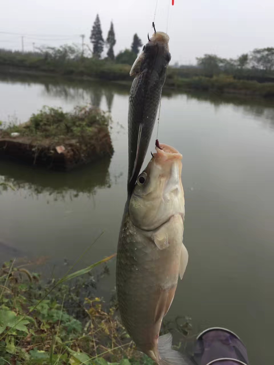 浮漂的调钓你到底了解多少,什么是灵,什么是钝,看完你就知道了