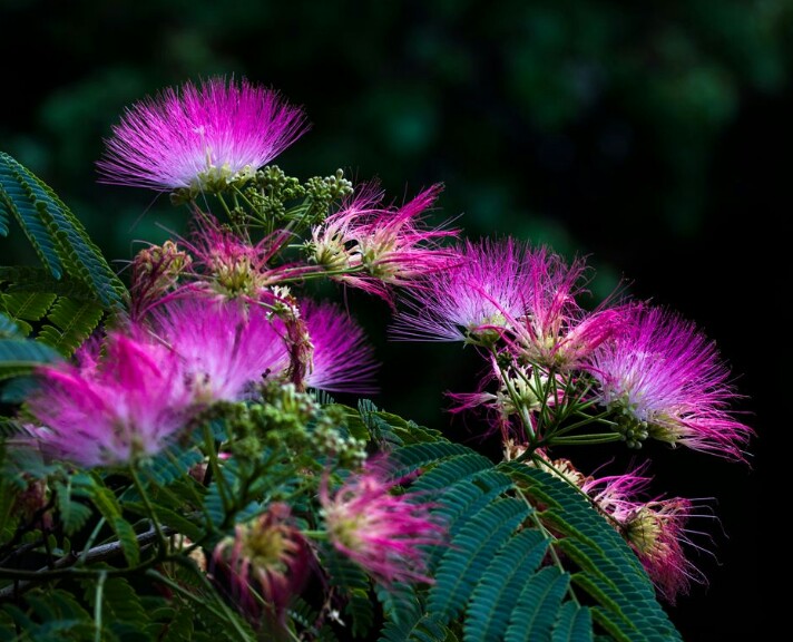*欢合**花：花美叶美、有色有香的*欢合**花，管理与栽培
