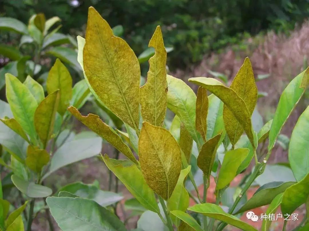 天天下雨柑橘树锈壁虱多吗,柑橘锈壁虱几月份打药