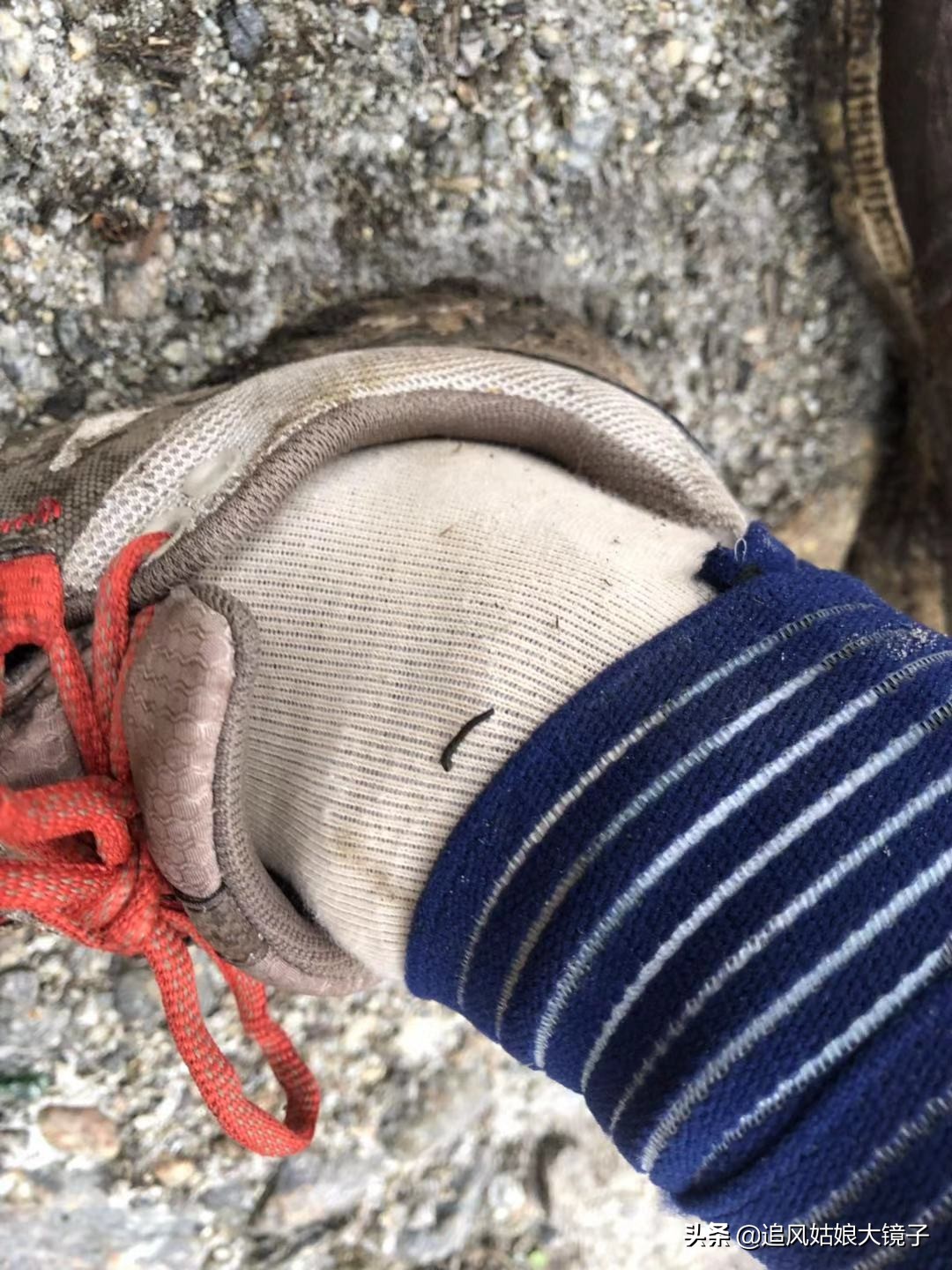 穿越原始的森林,穿越原始森林巨大蜈蚣