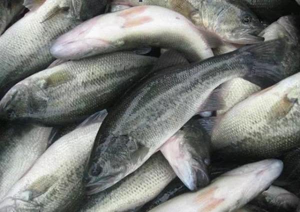 在农村养殖什么利润最高见效快,暴利养殖致富经历