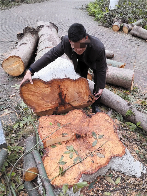 小区居民把树砍了属于什么,小区内护坡倒塌居民忧心不已