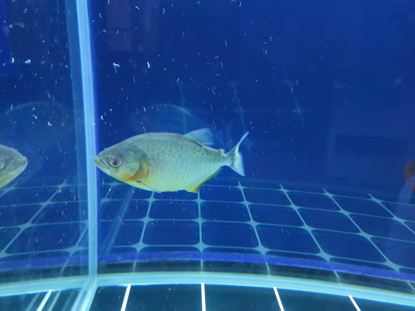 观赏鱼身上有水珠气泡是怎么回事,观赏鱼体表粘液损伤多久恢复