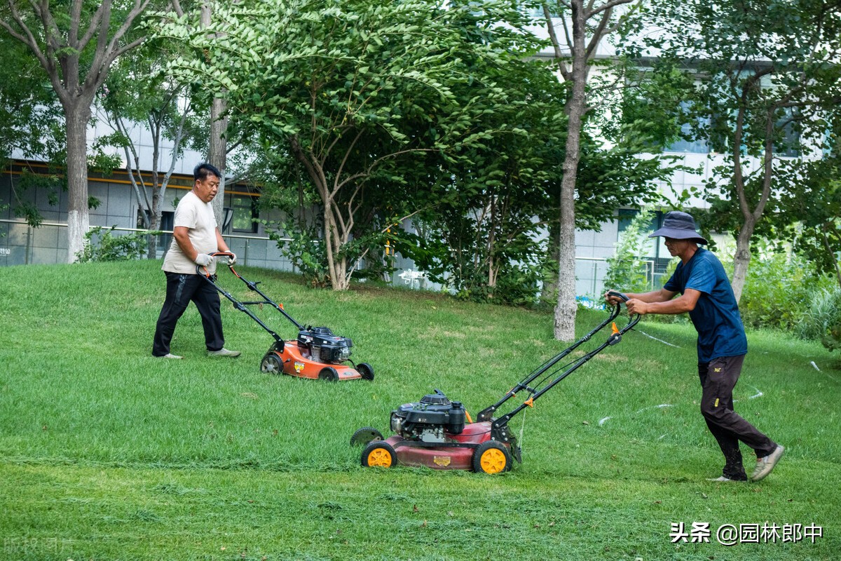 夏季草坪发黄发枯怎么救活,草坪出现黄粉病怎么治