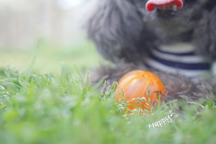 这只狗狗吃不到好吃的居然要和主人拼命，哈哈