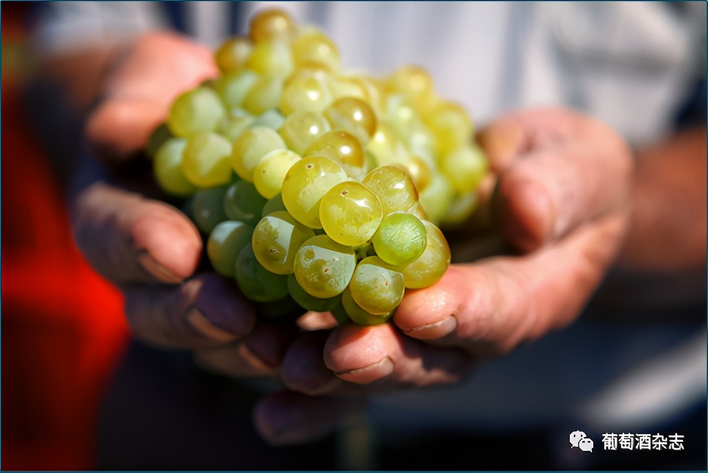 对蜜雪冰城产品的认知,露喜龙产区