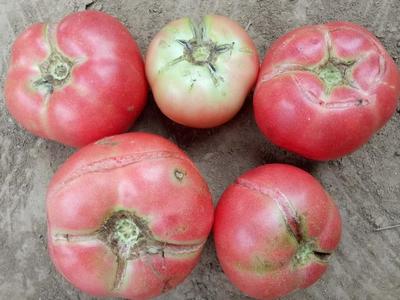 番茄裂口叶枯,番茄裂口用什么药最好