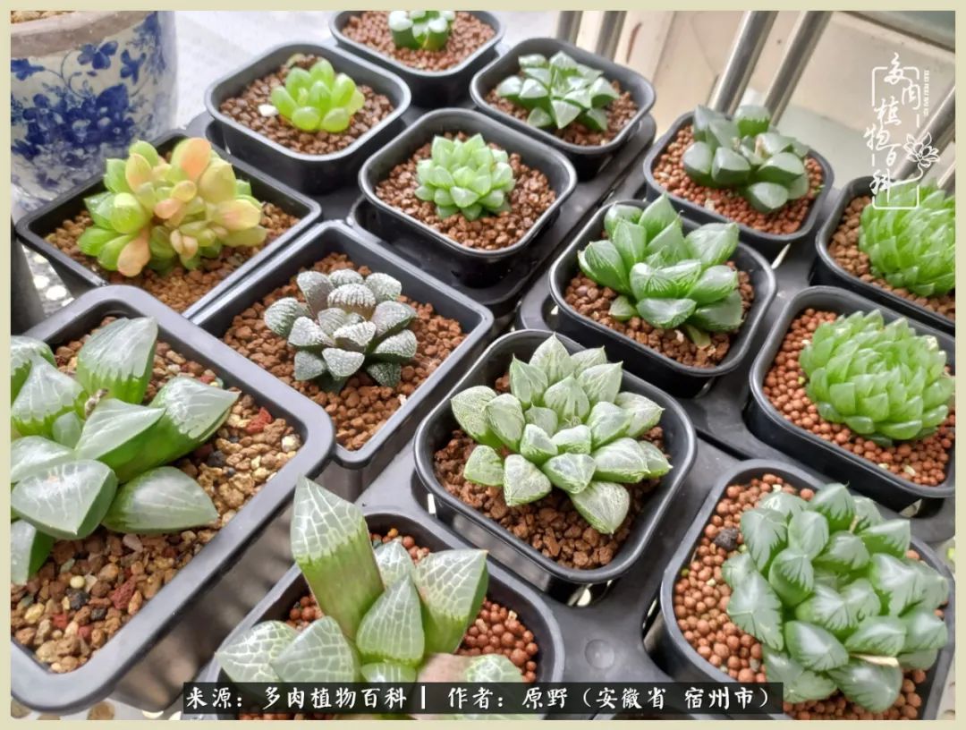 梅雨袭,酷暑至,多肉进入历劫季