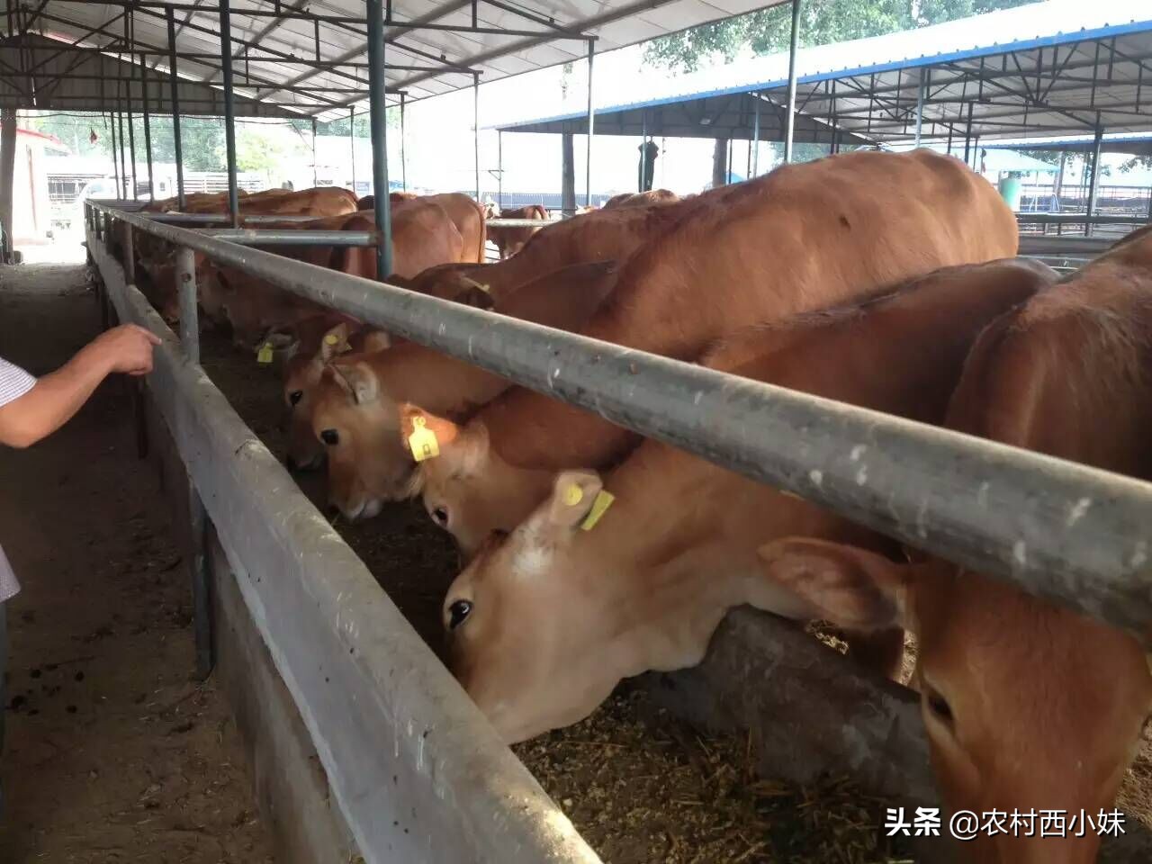 黄牛怎么养才好,黄牛的养殖技术与管理