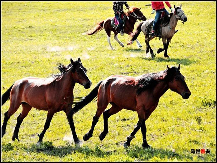 布里亚特牧民骑马摄影作品,草原蒙古族服饰摄影