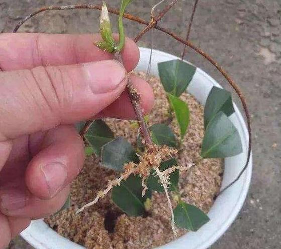 瀹堕噷鍏婚緹鐢ㄤ粈涔堣嵂,瀹堕噷鍏婚緹鎬庝箞闃叉榫熺梾