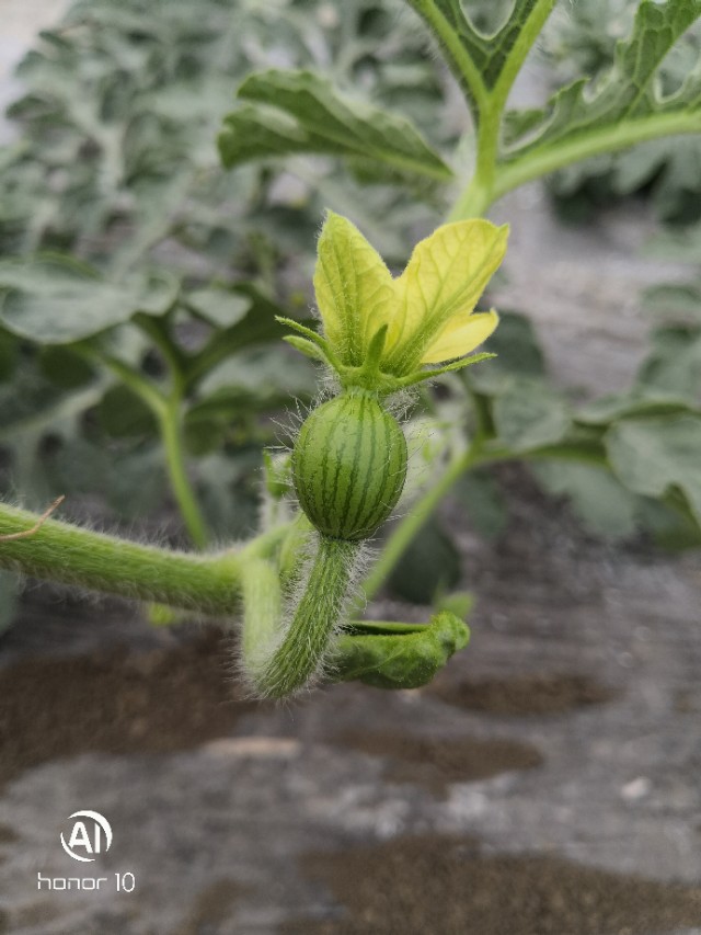 西瓜苗不旺是怎么回事,西瓜苗旺不坐果的原因防治方法