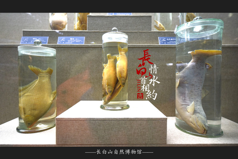 冰雪总动员简介,冰雪总动员