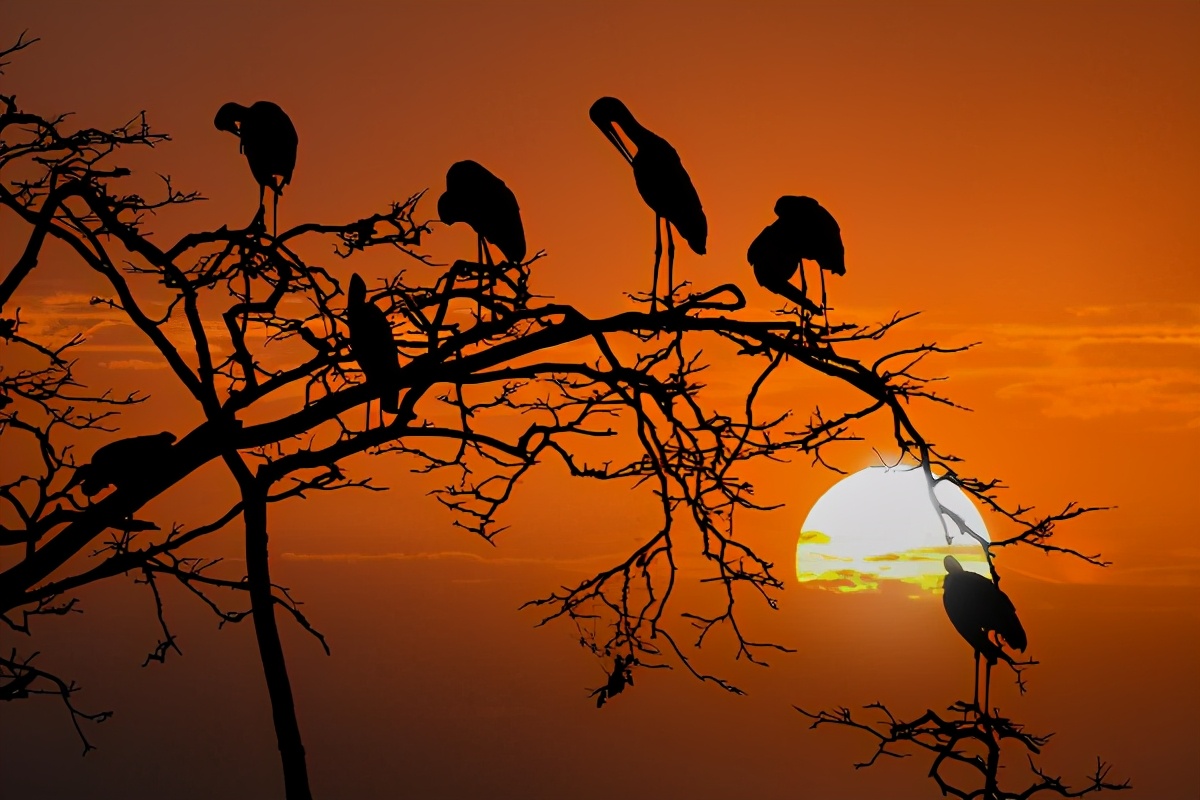 马致远的十首经典元曲,天净沙秋思白朴马致远有何异同