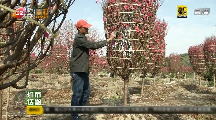 广州将举办迎春花市持续时间,广州迎春花市预约