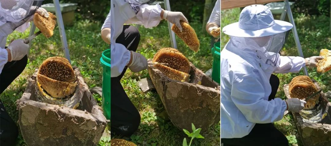 学会这3个小方法轻松买到真蜂蜜,一分钟带你如何辨别蜂蜜