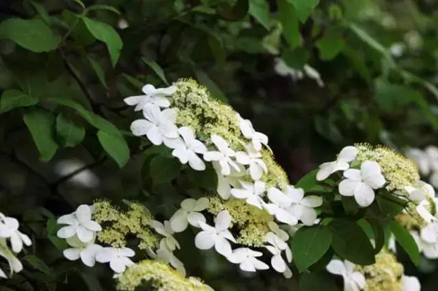 怎么培养花蝴蝶,培育蝴蝶小苗的方法