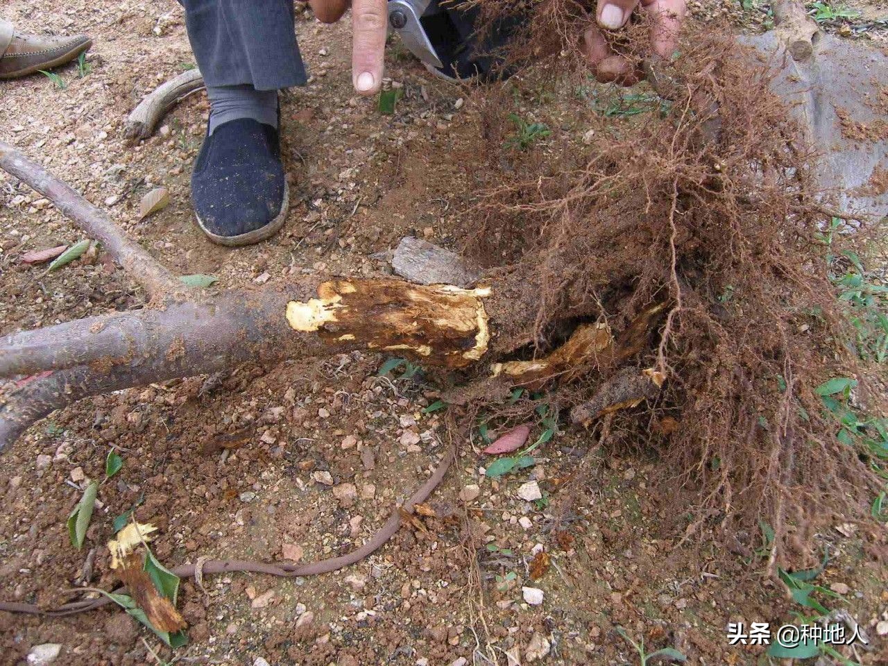 果树腐烂病防治的最佳方法,果树腐烂病的防治方法